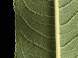 Salix udensis. Lower leaf surface showing hairs.
 Image: D. Glenny © Landcare Research 2020 CC BY 4.0
